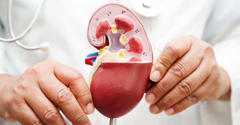 urologia
